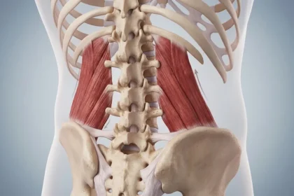 Quadratus Lumborum Muscle Anatomy & Function Explained